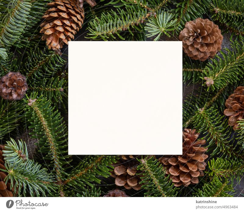 Weihnachten Quadratische leere Karte zwischen Tannenzweigen und Tannenzapfen auf grüner Draufsicht Attrappe Postkarte Kiefernzapfen Feiertag Neujahr Vorlage