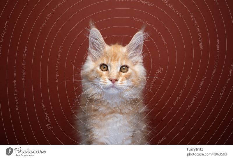niedliche Ingwer Maine Coon Kätzchen Porträt maine coon katze Katzenbaby Ein Tier im Innenbereich Studioaufnahme rot-braun brauner Hintergrund roter Hintergrund