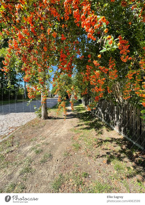 Sanddorn - Busch überhängend , mit vielen  Beeren orange Frucht Natur Schwache Tiefenschärfe Außenaufnahme Detailaufnahme Menschenleer Nahaufnahme Farbfoto