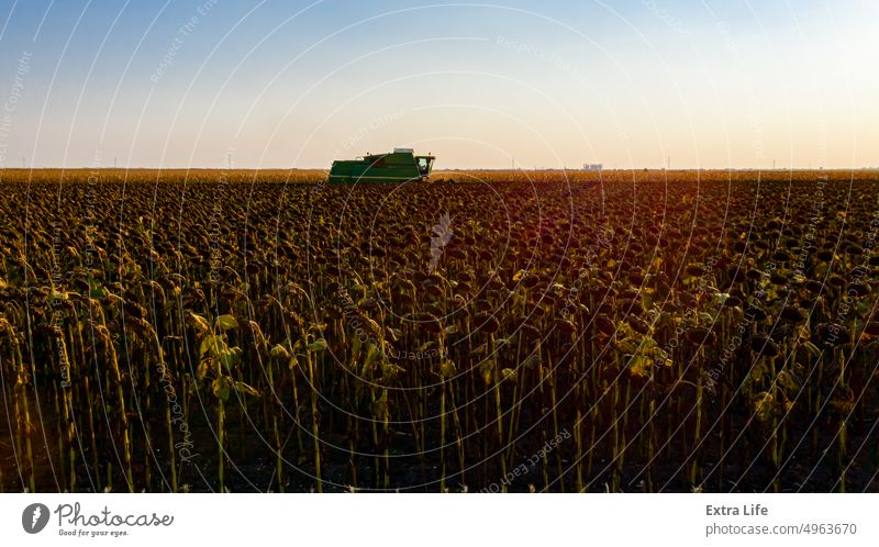 Silhouette Ansicht von Mähdrescher, Mähdrescher Maschine Ernte reife Sonnenblume landwirtschaftlich Ackerbau Agronomie Hintergrundbeleuchtung Müsli Land