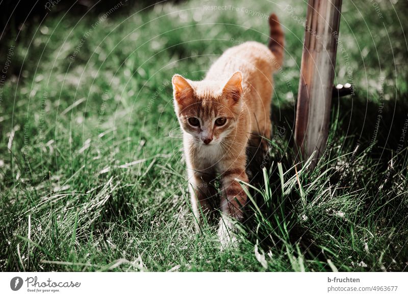 kleine Katze spaziert in einer Wiese Kätzchen niedlich Fell Haustiere Ein Tier Garten spazieren gehen schleichen Jungtier im Freien bezaubernd