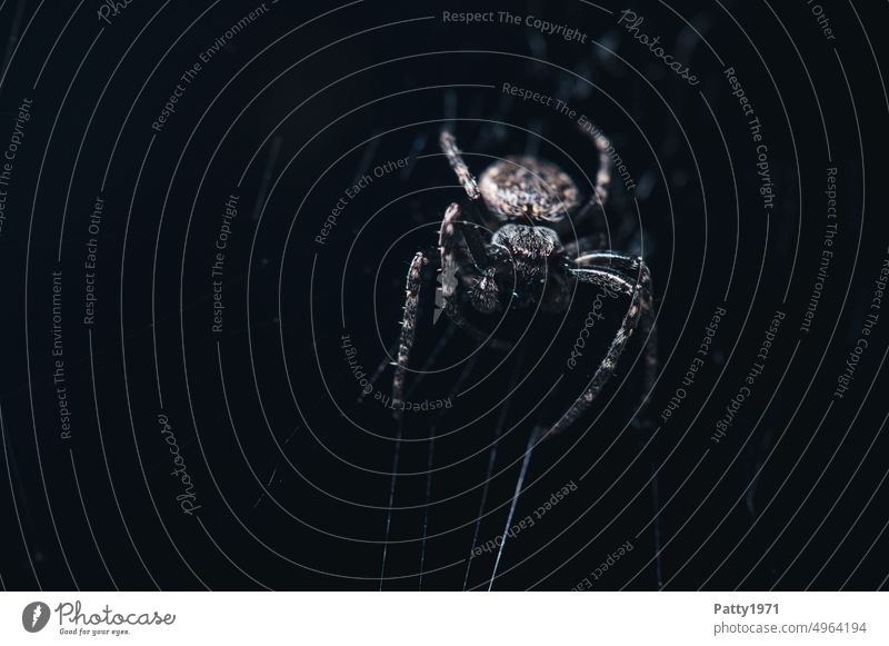 Macroaufnahme einer Spinne im Netz. gruselig düster Stimmung unheimlich Insekt Angst Nahaufnahme Makroaufnahme Tier Spinnennetz Natur Ekel