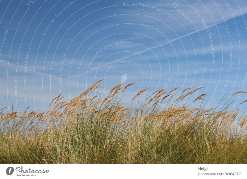 sanfte Brise - Dünengras im Wind vor blauem Himmel mit dezenten Wölkchen Gras Insel Nordseeinsel Borkum Wolken schönes Wetter windig Außenaufnahme Farbfoto