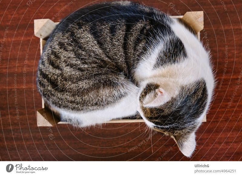 Hauskatze in einer hölzernen Kiste Katze Katzenbaby katzenhaft Haustier Tier Säugetier schlafen Nachtruhe ruhen Kasten Fall live zusammengerollt Fauna Biologie