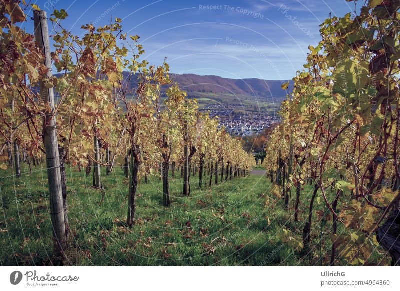 Herbstliche Weinbergslandschaft auf der Schwäbischen Alb in den Weinbergen von Metzingen, Baden-Württemberg, Deutschland. Landschaft Weinanbau Gartenbau Natur