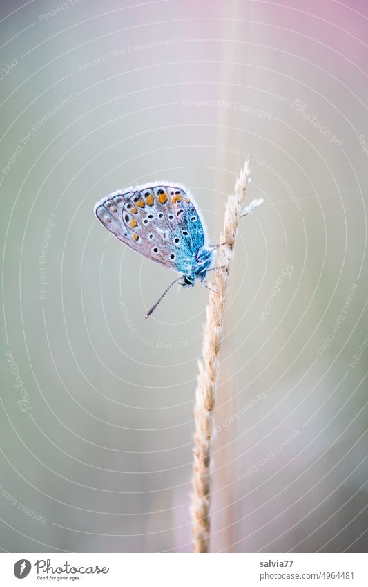 little blue Schmetterling Bläuling Natur Lepidopteren Insekt klein Pause Ruhe Halm Pflanze blau Tierporträt Blume Sommer Textfreiraum oben Makroaufnahme 1