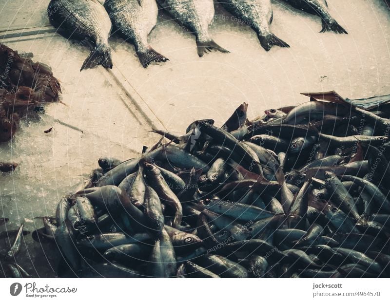Fische auf Eis Lebensmittel frisch Markt Frische viele kalt gereiht Fischmarkt Fischereiwirtschaft Ernährung Lebensmittelgeschäft Totes Tier konservieren