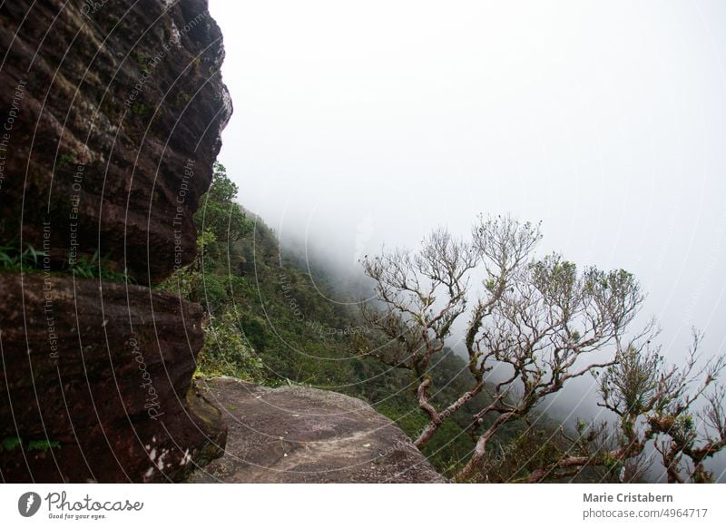 Nebel aus dem dichten tropischen Dschungel, gesehen von einer felsigen Klippe im Bokor-Nationalpark oder Preah Monivong in Kampot, Kambodscha Ökosystem Reise
