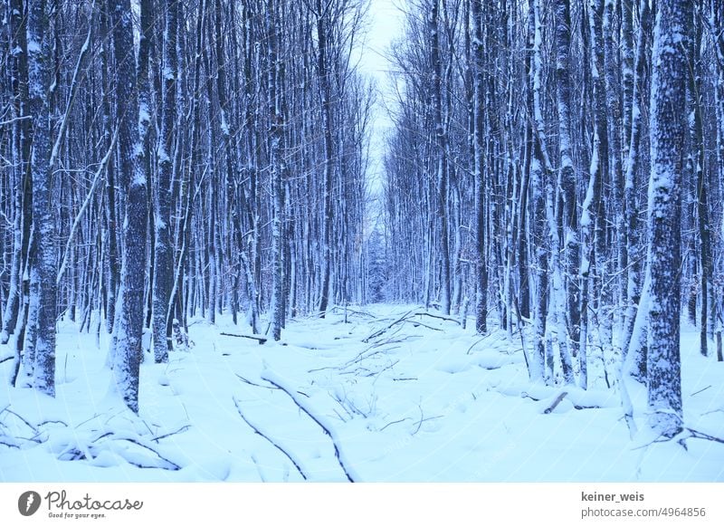Verschneite Bäume im Wald im Winter wie auf einer surrealen Fototapete in blau Schnee Kälte Postermotiv Motiv Waldmotiv Natur Baumstämme verschneit Winterwald
