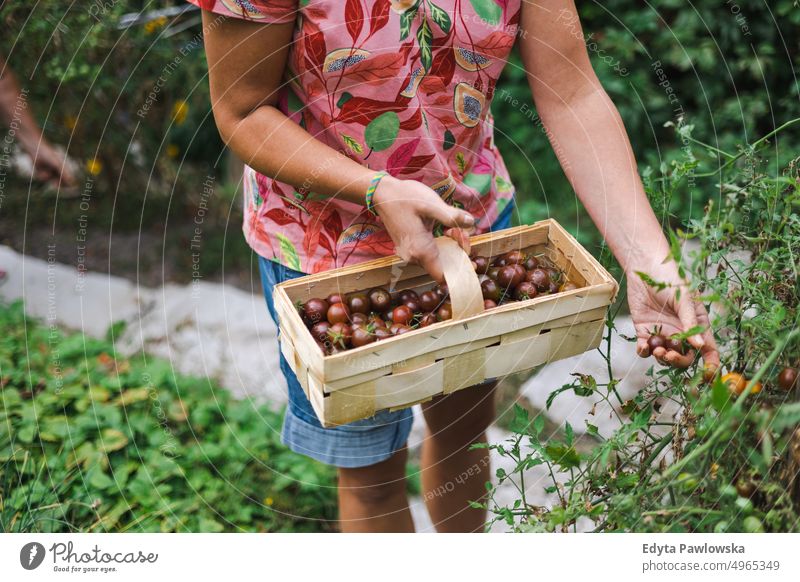 Frau pflückt Tomaten aus ihrem Garten Landwirt Kommissionierung Ernten Landarbeiter landwirtschaftliche Fläche Bauernhof Pflanze Gemüse Beteiligung Ackerbau
