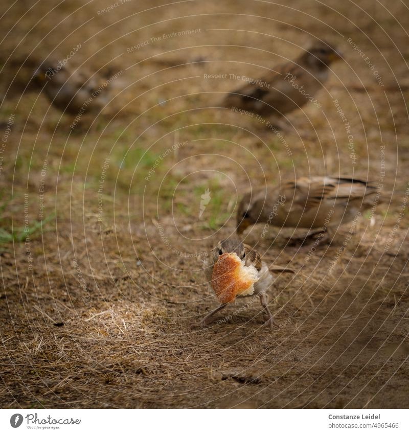 Junger Spatz mit großem Stück Brot im Schnabel Spatzen Spatzenfamilie Tier füttern hungrig Fressen braun Tierporträt Vogel verhungern