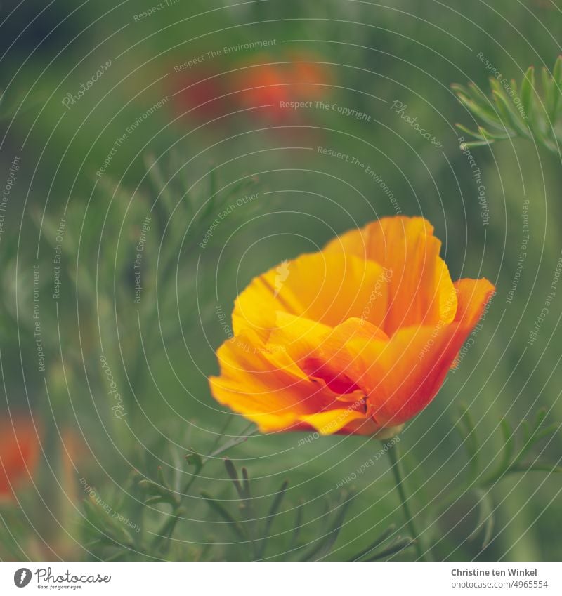 Ein bisschen Sommer Goldmohn Schlafmützchen Kalifornischer Mohn kalifornischer Kappenmohn Eschscholzia californica Blume Blüte Natur blühend Mohnblüte