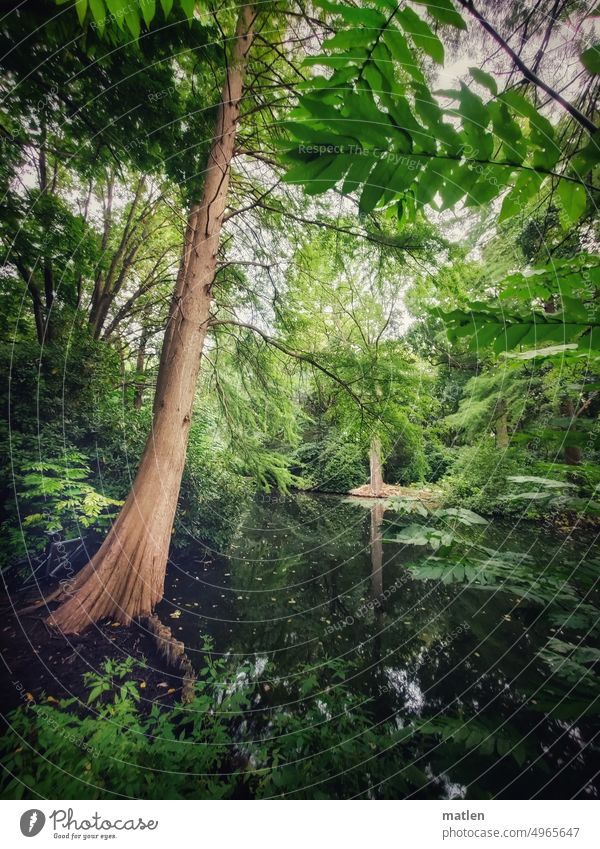 wilder Berliner Tiergarten Natur Park Baum Strauch menschenleer Teich Spiegelung im Wasser