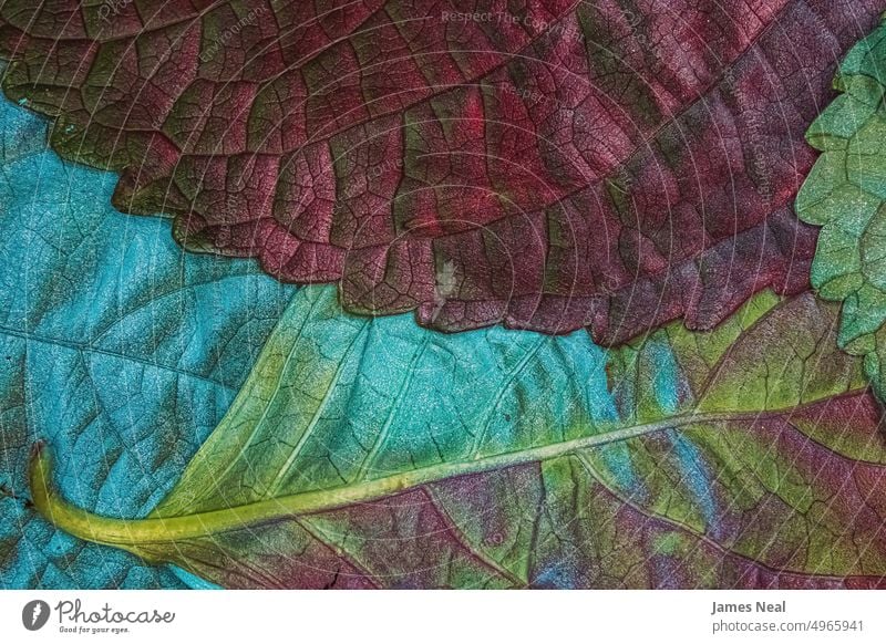 Dekorative bunte Blätter aufgetürmt Herbst Frühling Farbe verziert Blüte abstrakt retro Hintergrund dekorativ rot Pflanze Design grüne Farbe Muster Kunst Saison