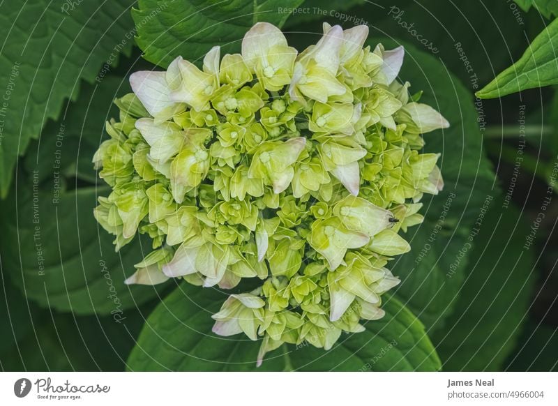 Chinesische Schneeballhortensie im Sommer Lebendige Farbe Chinesischer Schneeball Blumen Blüte Blatt Tag mehrfarbig Hintergrund mehrjährig Makro