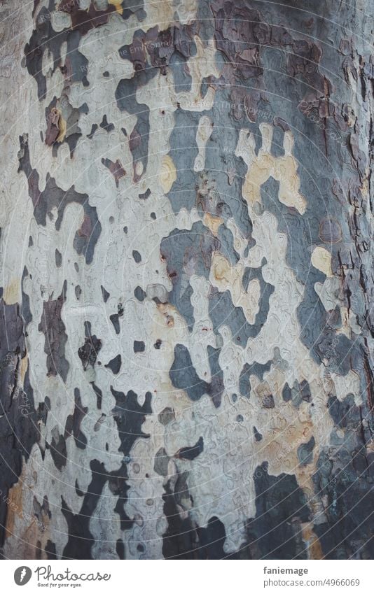 Raubtierrinde Baumrinde Rinde Stamm baum Baumstamm Stammbaum gescheckt gefleckt aufbringen Detailaufnahme grau beige weiss Birke Natur Wald Park
