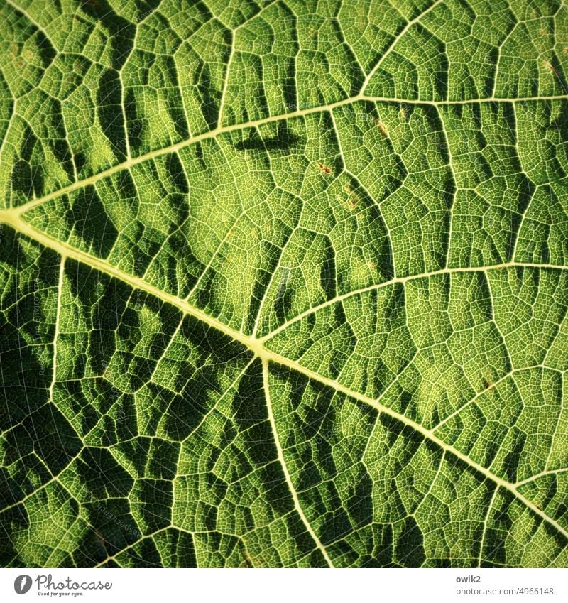 Biomorph Blatt Blattadern grün natürlich leuchtende Farben fein leuchtend grün Design nah Leben Natur Pflanze Farbfoto Detailaufnahme Muster Strukturen & Formen