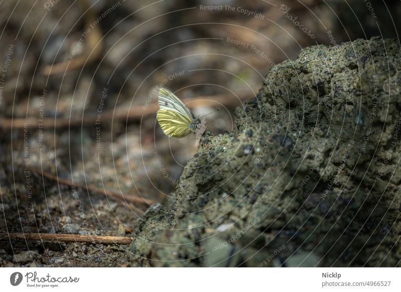 ein Schmetterling (Kohlweißling, pieris brassicae) sitzt in der Sonne auf einem Erdhügel kohlweißling Kohlweisslinge Pieris brassicae Insekt pieris rapae