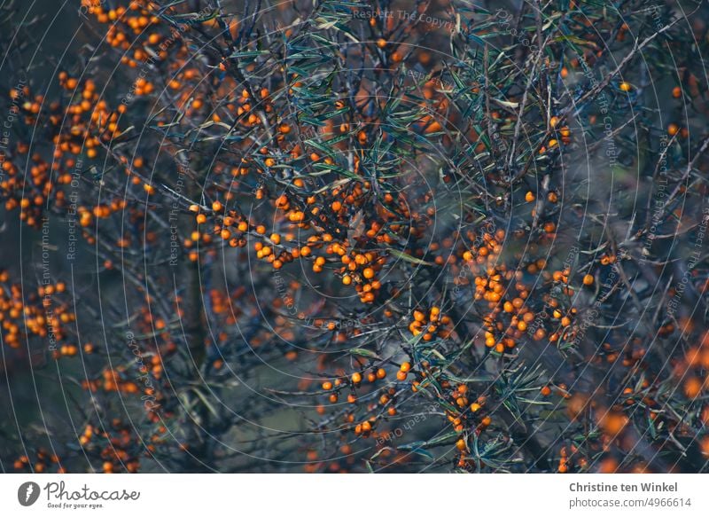 Sanddorn Frucht orange Ernährung Natur Pflanze Herbst Sträucher Beerensträucher Wildpflanze Beerenfruchtstand Nordsee frisch Gesundheit saftig natürlich lecker