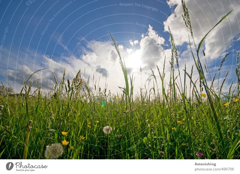 Wiese Umwelt Natur Landschaft Pflanze Urelemente Luft Himmel Wolken Horizont Sonne Sonnenlicht Sommer Wetter Schönes Wetter Wärme Blume Gras Blatt Blüte