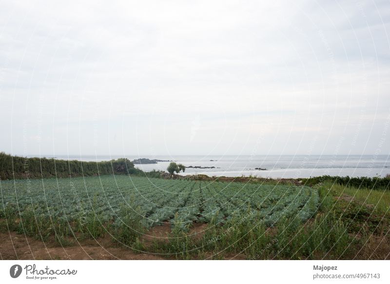 Land mit wachsenden Kohlköpfen in der Nähe des Ozeans. Insel Batz, Frankreich Tag Landschaft Wiese Küste Ansicht Wolken im Freien grün Natur Sommer Ackerbau