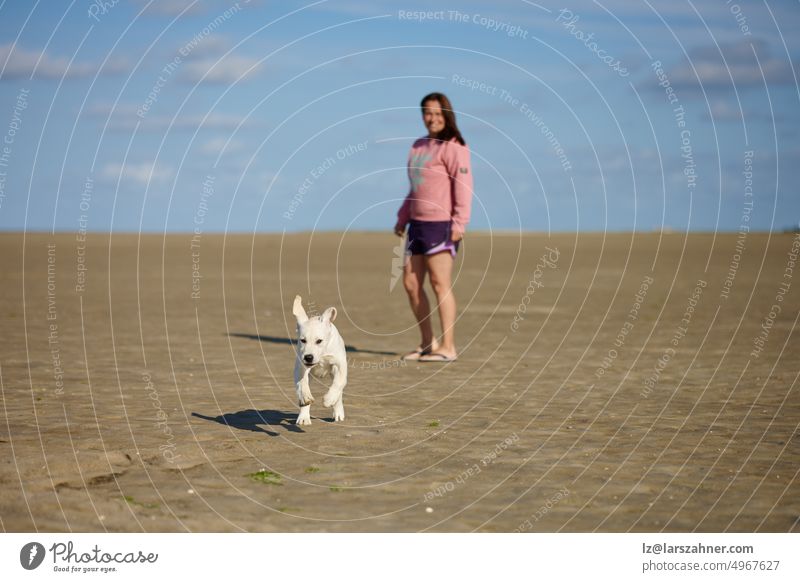 Junge Frau, die mit ihrem Welpen am Meer spielt und an einem heißen Sommertag in einem flachen Becken am Rande des Ozeans plantscht Hund bezaubernd Labrador
