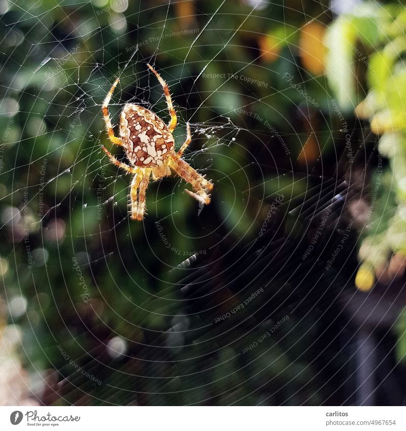 Ich glaub, ich spinne | Gartenkreuzspinne Spinne Netz Spinnennetz Nahaufnahme Natur Tier Insekt Schwache Tiefenschärfe Angst Beine Ekel gruselig krabbeln
