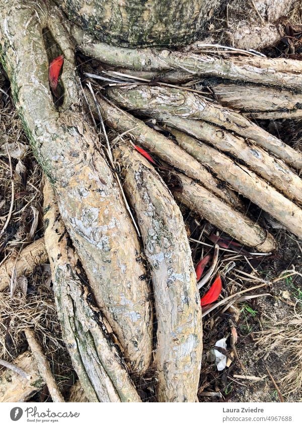 Baumwurzeln mit roten Blättern, Indischer Korallenbaum Wurzel Wurzeln rote Blätter Pflanze Natur Wachstum Wurzeln oberhalb des Bodens Umwelt botanisch