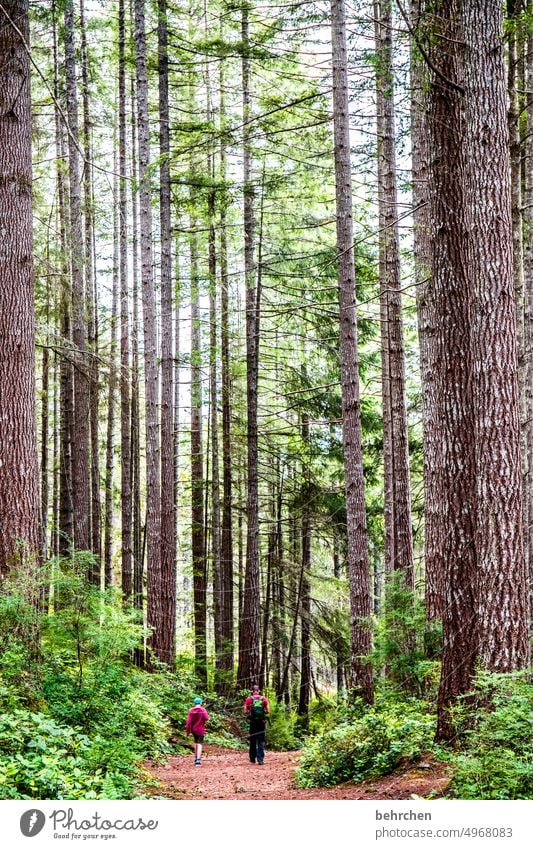 stammbaum besonders beeindruckend Klimaschutz Klimawandel Umweltschutz Kanada Wald Bäume Nordamerika Ferien & Urlaub & Reisen fantastisch Natur Fernweh