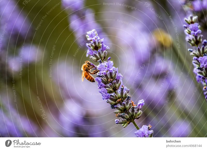 naturverbunden | lebensraum Tierporträt Unschärfe Sonnenlicht Menschenleer Detailaufnahme Nahaufnahme Außenaufnahme Farbfoto zart Honig fleißig Pollen Nektar