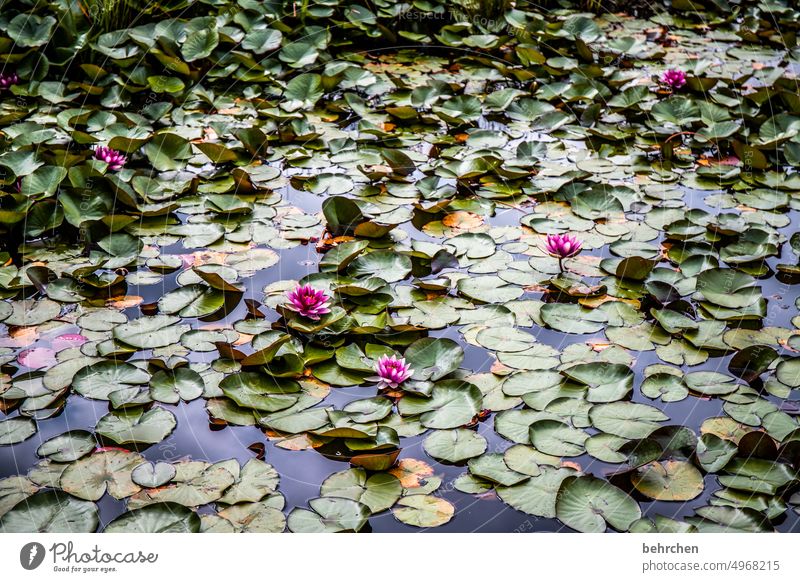 rosensee Kanada Stanley Park See Seerosen Teich blüten Blumen Pflanze Natur Umwelt Wasser Wasserpflanze schön grün Blatt Außenaufnahme Farbfoto Nordamerika