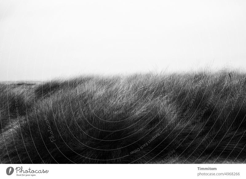 Wind im Dünengras Bewegung Gras Mehrfachbelichtung Natur Himmel Dänemark Außenaufnahme Landschaft Schwarzweißfoto dunkel hell und dunkel