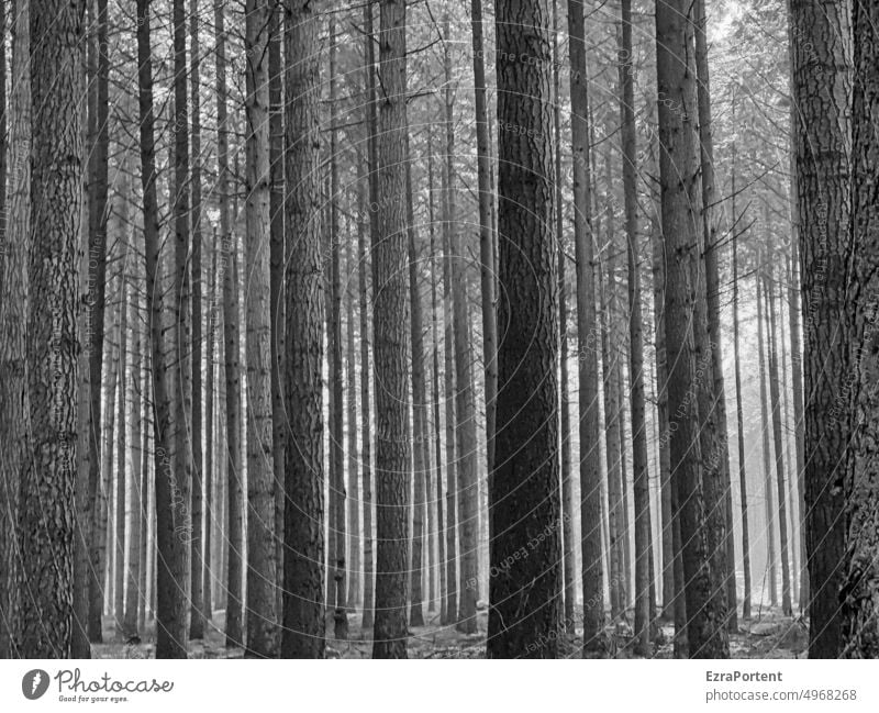 Wald Baum Natur Bäume Schwarzweißfoto schwarz Stamm Gruppe Baumstamm Umwelt Linien Ruhe Kiefer Holz Forstwirtschaft Waldsterben Klimawandel Nadelholz