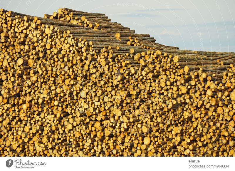 riesengroßer Stapel von Baumstämmen / Nutzholz / Bioenergie Holz Holzstapel erneuerbare Energie Holzverarbeitung Energiequelle Brennstoff Holzumschlag Abholzung