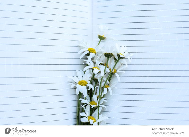 Gänseblümchen und leeres Notizbuch Blumenstrauß Notebook frisch Natur Sommer schreiben Haufen Schot Blütezeit Notizblock Kamille Pflanze filigran üppig (Wuchs)