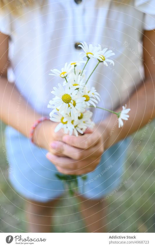 Anonymes Kind mit Blumenstrauß aus Gänseblümchen Mädchen Sommer Landschaft Haufen frisch Feld organisch Blüte Blütezeit Saison Flora Wiese sanft Blütenblatt