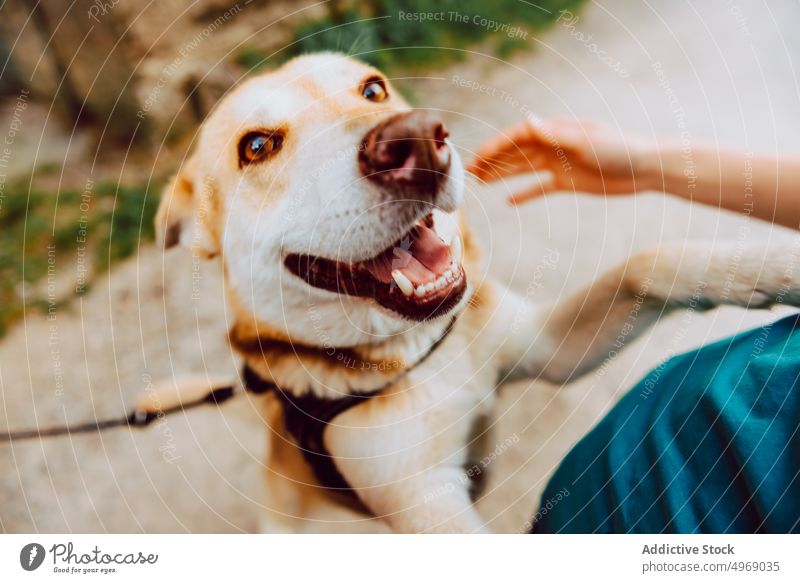 Glücklicher Shiba Inu Hund beim Spaziergang im Park shiba inu Stammbaum Haustier Wanderung züchten aufgeregt heimisch Eckzahn Berge u. Gebirge heiter Tier froh