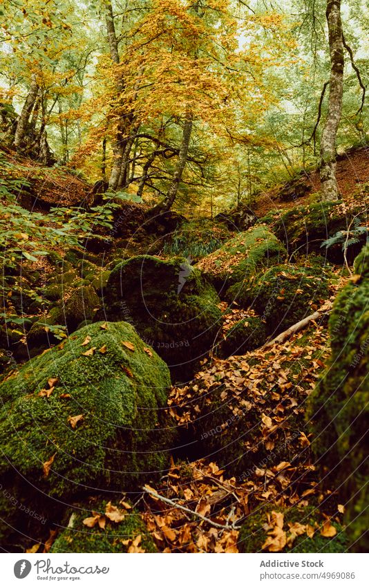 Gealterter Großbaum im Herbstwald Wald Baum Holz Natur Landschaft Park Welt Ansicht Moos Umwelt Panorama hell farbenfroh malerisch fallen reisen Ausflugsziel