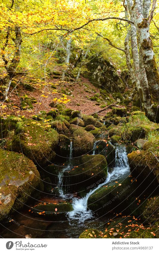 Bergbach mit kleinen Wasserfällen im herbstlichen Wald strömen Herbst Natur Landschaft Park Wasserfall Berge u. Gebirge Welt Hügel Ansicht Örtlichkeit Moos Höhe