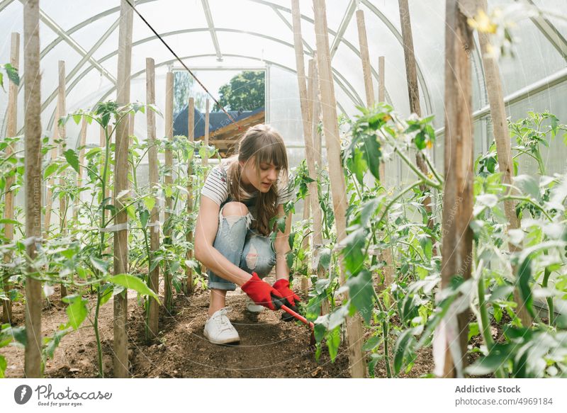 Junge Frau bei der Pflege von Gurken im Gewächshaus Salatgurke Gartenbau Ackerbau Gartenarbeit Agronomie Beruf grün Pflanze Botanik Bodenbearbeitung Natur