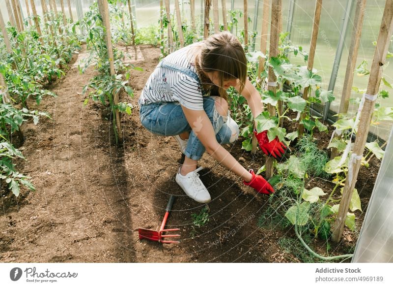 Junge Frau bei der Pflege von Gurken im Gewächshaus Überprüfung Salatgurke Gartenbau Ackerbau Gartenarbeit Agronomie Beruf grün Pflanze Botanik