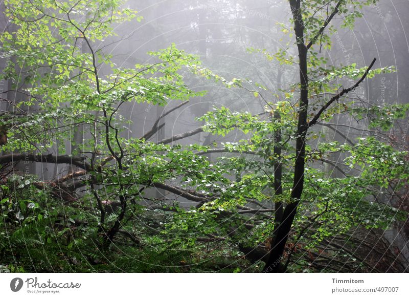 Doch hoffen? Umwelt Natur Pflanze Herbst schlechtes Wetter Nebel Regen Baum Wald Ast Tod Holz dunkel glänzend nass natürlich grün schwarz Gefühle Leben