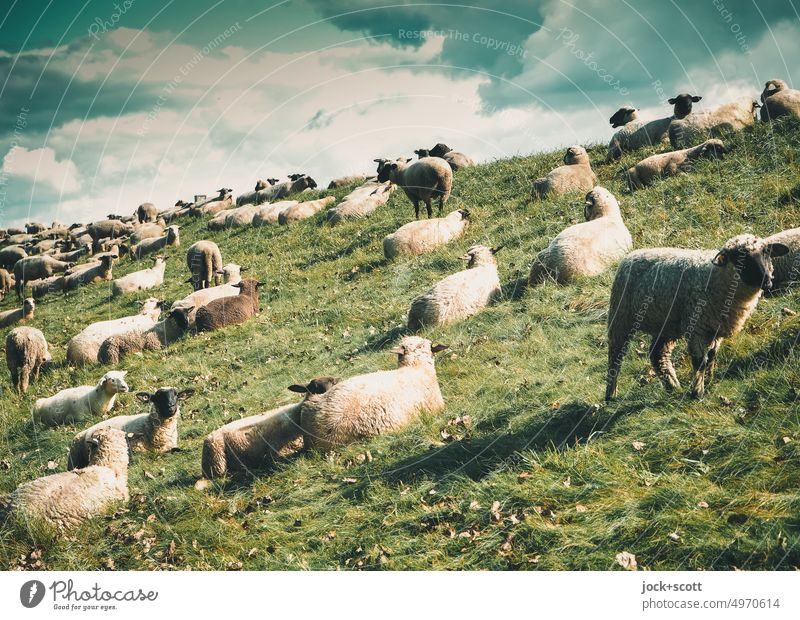 Zeit für Schafe auf einer idyllischen Wiese Deichkrone Deichschaf Natur Gras Sommer Nutztier Deichpflege bewölkter Himmel Wolken Schwarm Viehhaltung Viehzucht