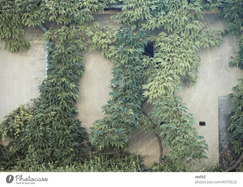 Grüner wohnen beranktes Haus Wand Fassade Hauswand Wandverkleidung bewachsen verwildert üppig Wildpflanze verwunschen Versteck Schutz verborgen Detailansicht