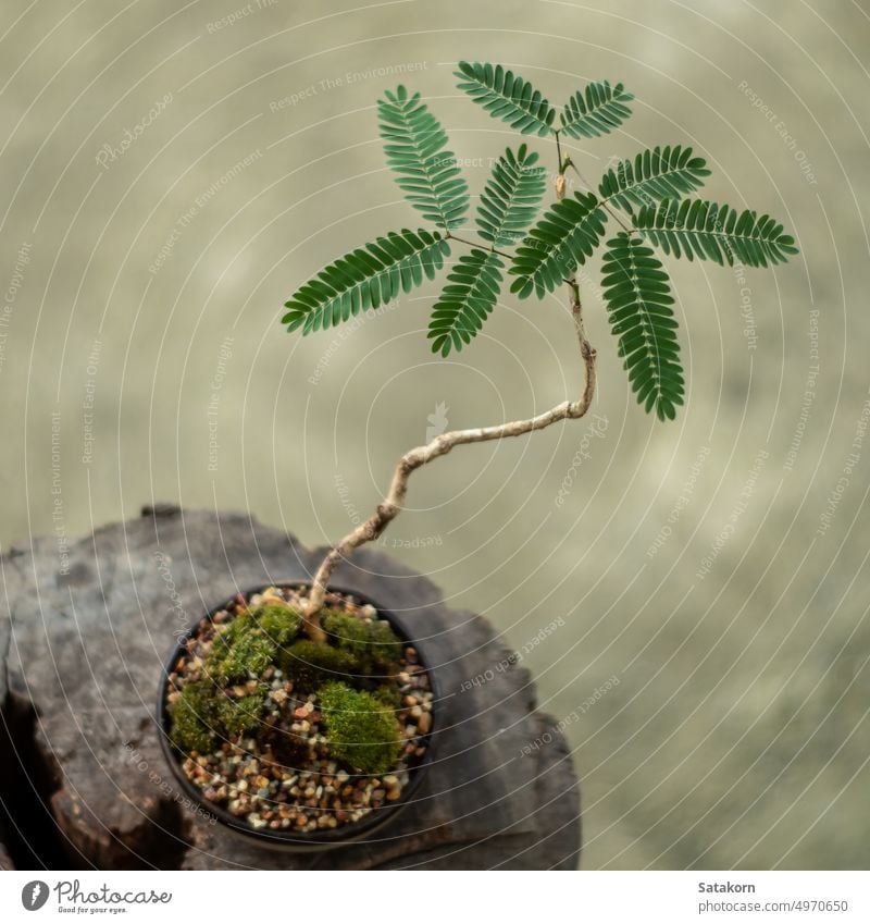 Kleiner Baum, der in einen kleinen Topf als Mini-Bonsai gesetzt wird Miniatur Kunst Laubwerk Design wenig Park grün Natur Pflanze Blatt Zerbrechlichkeit