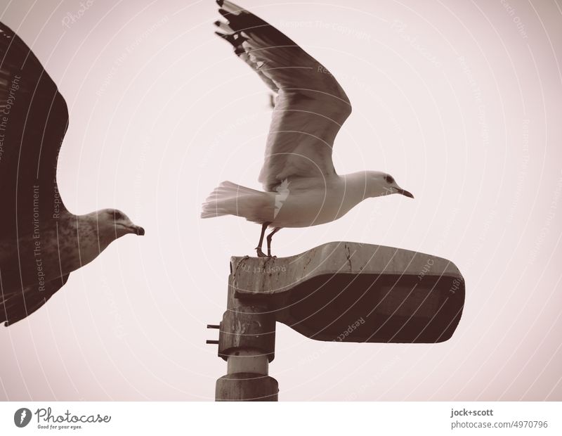 Flügelschlag im Wind Möwe Vogel fliegen Tier Himmel Freiheit Straßenbeleuchtung Tierpaar Hintergrund neutral Monochrom Bewegung oben Vogelbeobachtung Spannweite