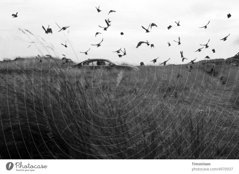 Stare und ein Auto Vogel Schar Schwarm aufgeschreckt fliegen Dünengras Dänemark Außenaufnahme Natur Schwarzweißfoto Himmel grau