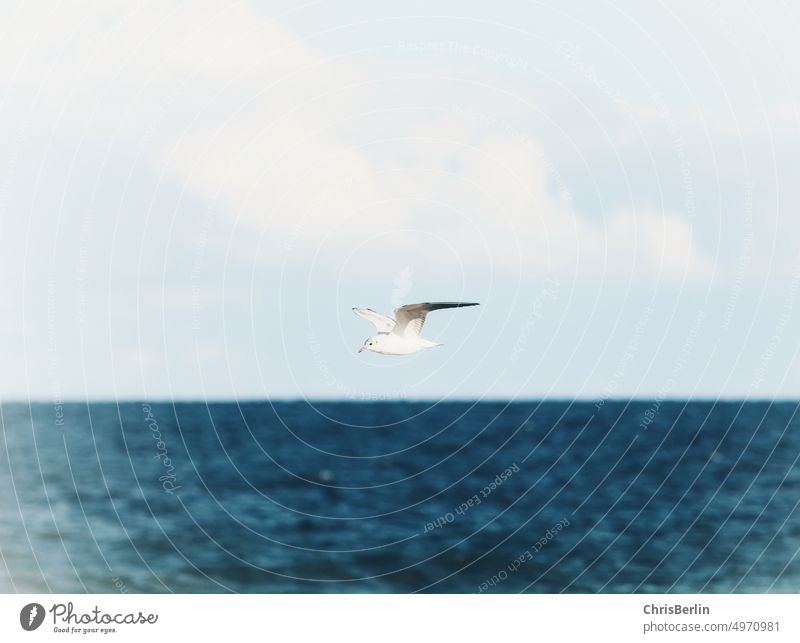 Eine Möwe über dem Meer Vogel Himmel fliegen Flügel Feder Freiheit blau weiß Sommer frei Natur Tier Ferien & Urlaub & Reisen Luft Wolken Küste