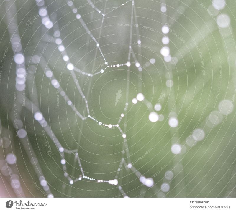Spinnennetz mit Wassertropfen Netz Makroaufnahme Tau Natur nass Netzwerk Tropfen Nahaufnahme Detailaufnahme Außenaufnahme natürlich Morgen Herbst Regen feucht