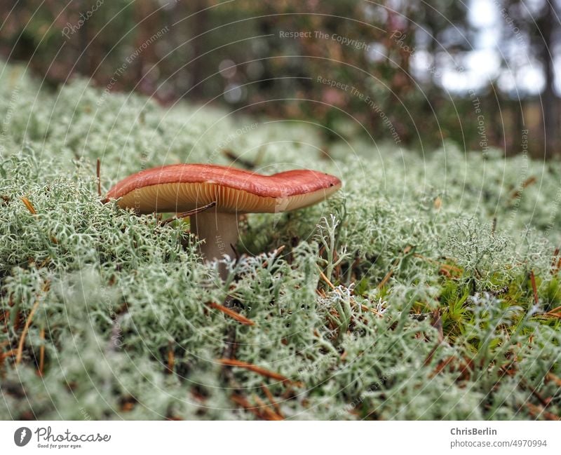 Pilz im Moos Natur Herbst Wald Außenaufnahme Farbfoto Nahaufnahme Pflanze Menschenleer Wachstum Umwelt grün Pilzhut Waldboden braun Erde